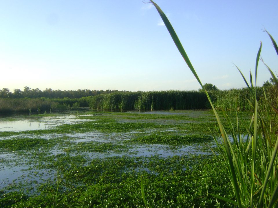 Wetlands. Wetland. Трава широкая Озерная. Озеро Ротанье. Ротанье озеро растение.